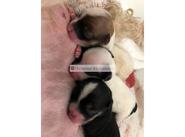  newborn puppies