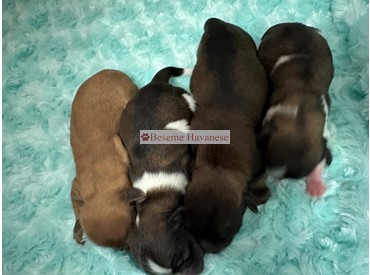 One-day-old puppies