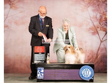 Shirley 1st GCH points