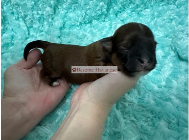 five days old