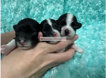 four days old