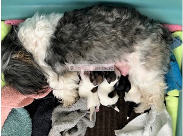Tesla with her 3-day-old puppies