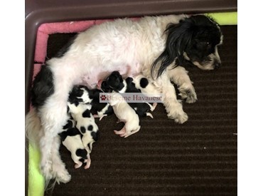 Cliche with newborn puppies