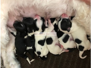 Cliche's one-day-old puppies