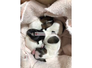 Tesla's 2-day old puppies