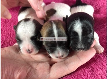 Tesla's puppies 1 week old