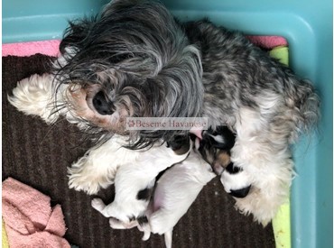 Tesla with 2-week old puppies