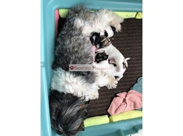 Tesla with 2-week old puppies