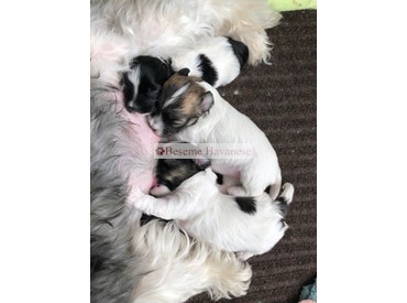 Tesla's 2 week old puppies