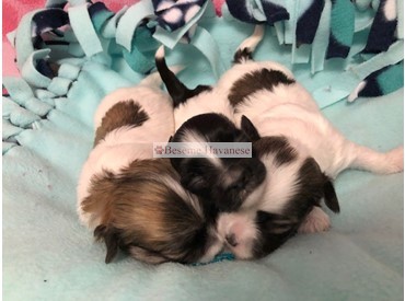 Tesla's 2-week-old puppies