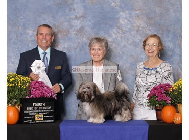 4th place in bred-by-exhibitor at National specialty