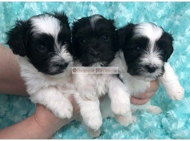 the boys - five weeks old