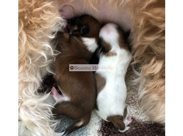 newborn puppies
