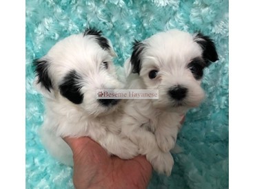 Patch and Pepper 4.5 weeks old (Ying and Yang)