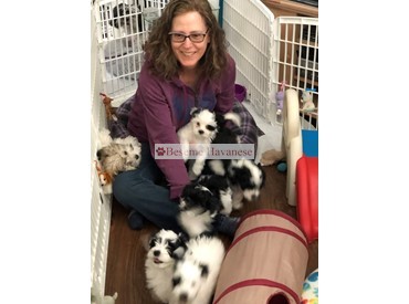 Cristi covered in puppies