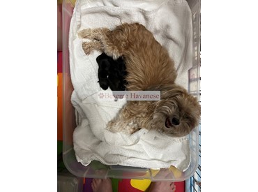 Kitsune with newborn puppies