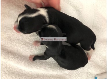2 day old brothers