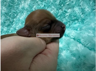 Groot 1 day old