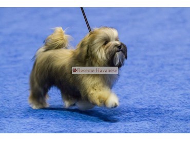 Soleil's first day in the ring at Eukanuba