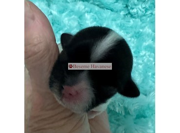 two days old