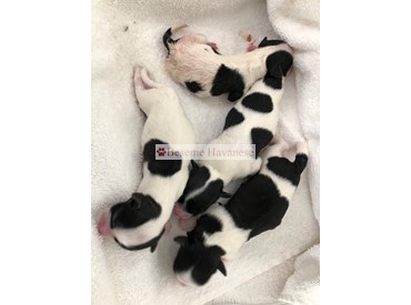 Tellee's newborn puppies