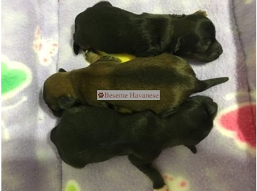 lined up 2-day-old puppies