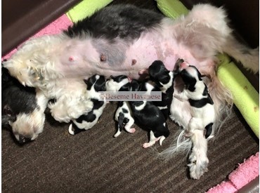 Cliche with her brand new puppies