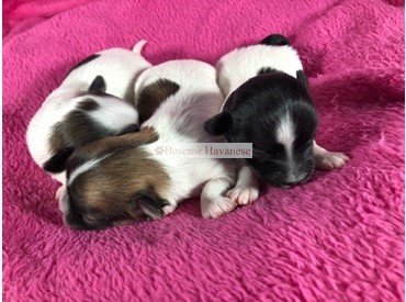 Tesla's puppies 1 week old