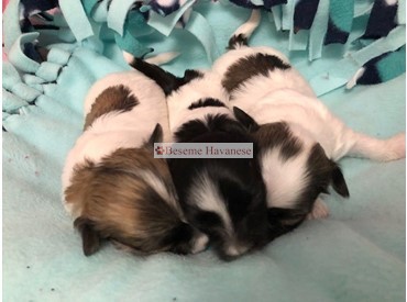 Tesla's 2-week-old puppies