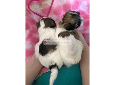 Tesla puppies 4 weeks old