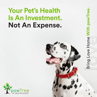 Pet's Health is an Investment